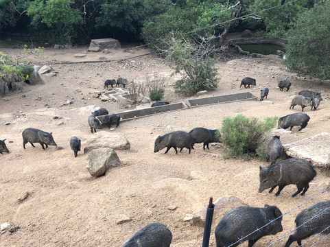 Reserva de Flora y Fauna Autóctona del Cerro Pan de Azúcar-Piriapolis必去景点
