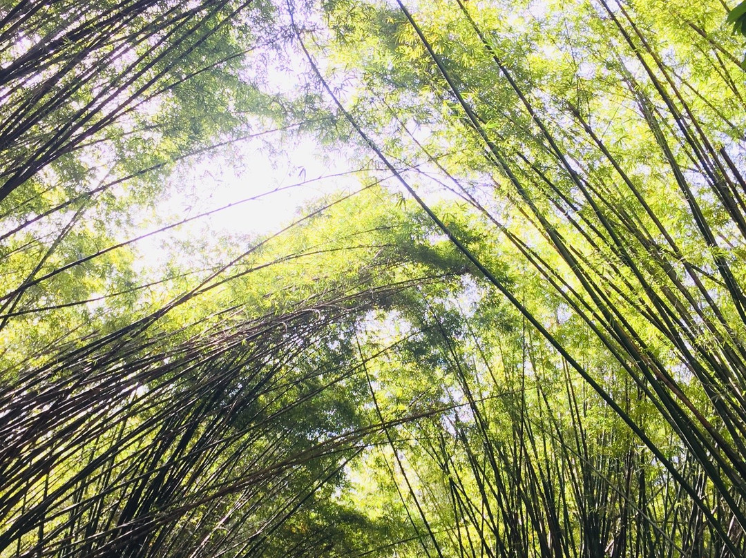 Bamboo Cathedral-Chaguaramas必去景点