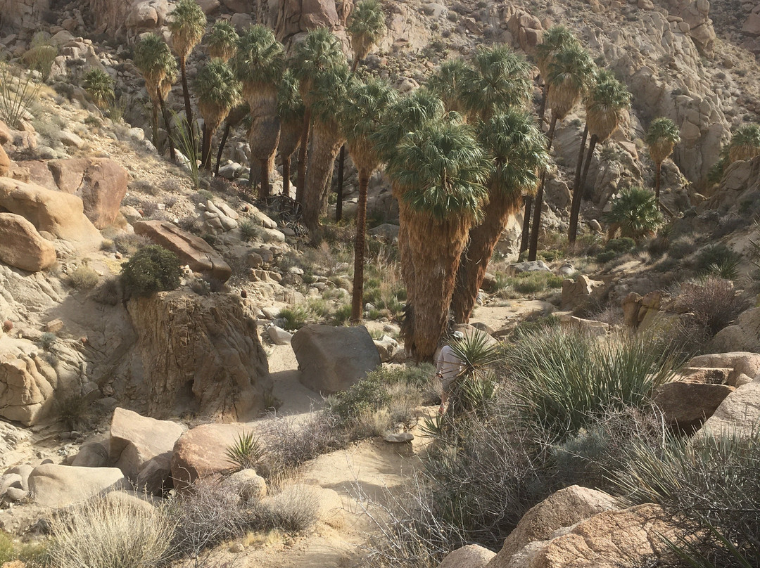 Lost Palms Oasis Trail-约书亚树国家公园必去景点