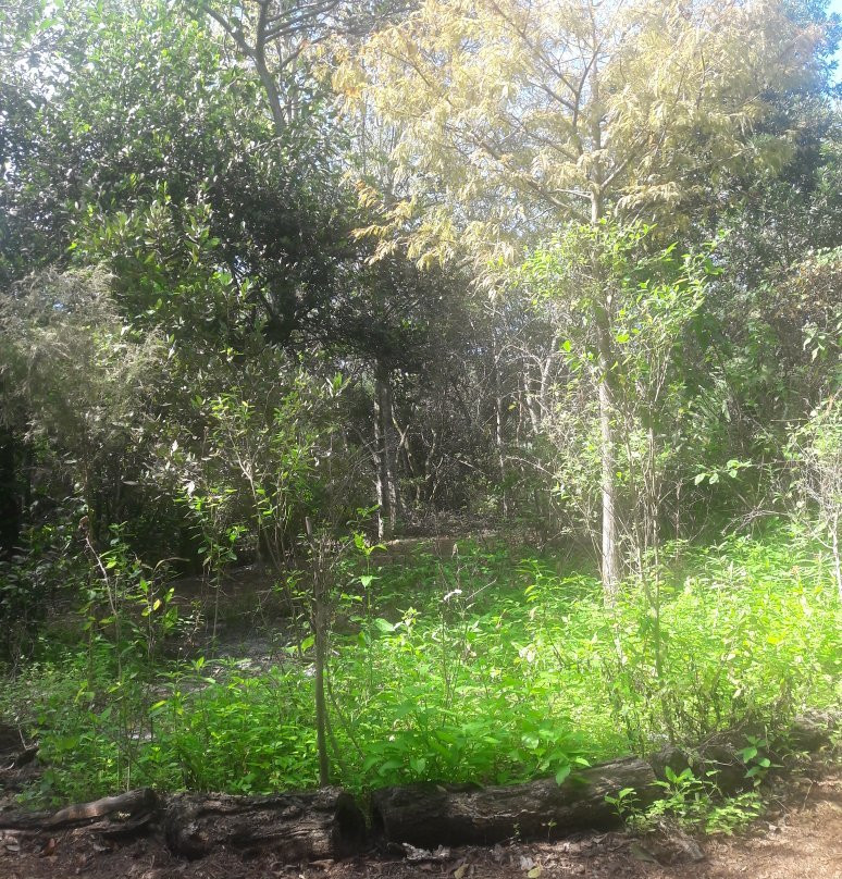 Secret Woods Nature Center-达尼亚滩必去景点