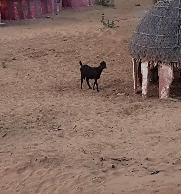 Gangaram Ki Dhani Village Homestay主图