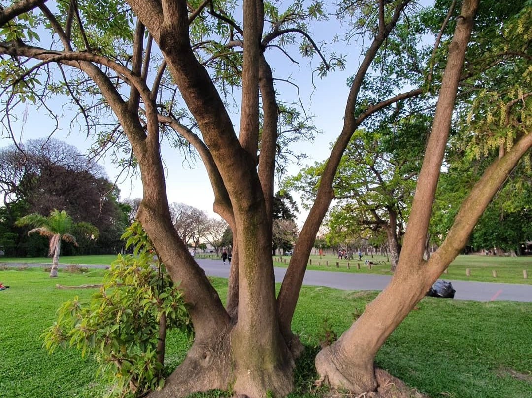 Lagos de Palermo-布宜诺斯艾利斯必去景点