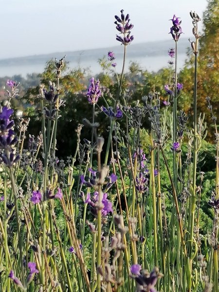 泽尼特巴拉顿酒店-酒店景观