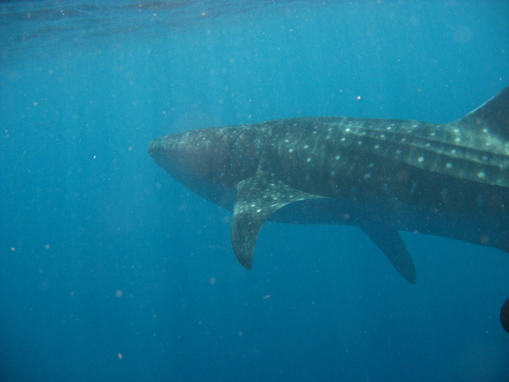 Diveoceanus Holiday Island Resort & Spa-Dhiffushi Island必去景点