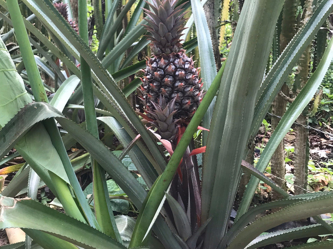 The Vinales Experience, Cuba-维纳勒斯必去景点