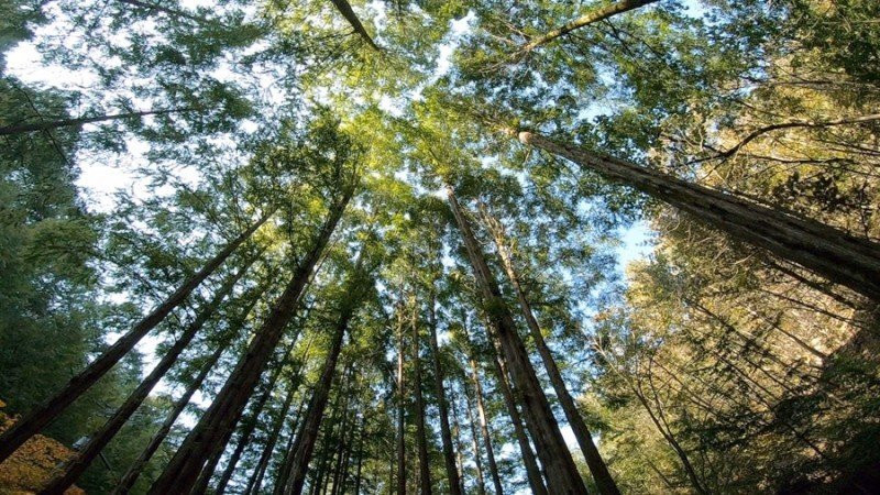 Jangtaesan Natural Forest-大田必去景点