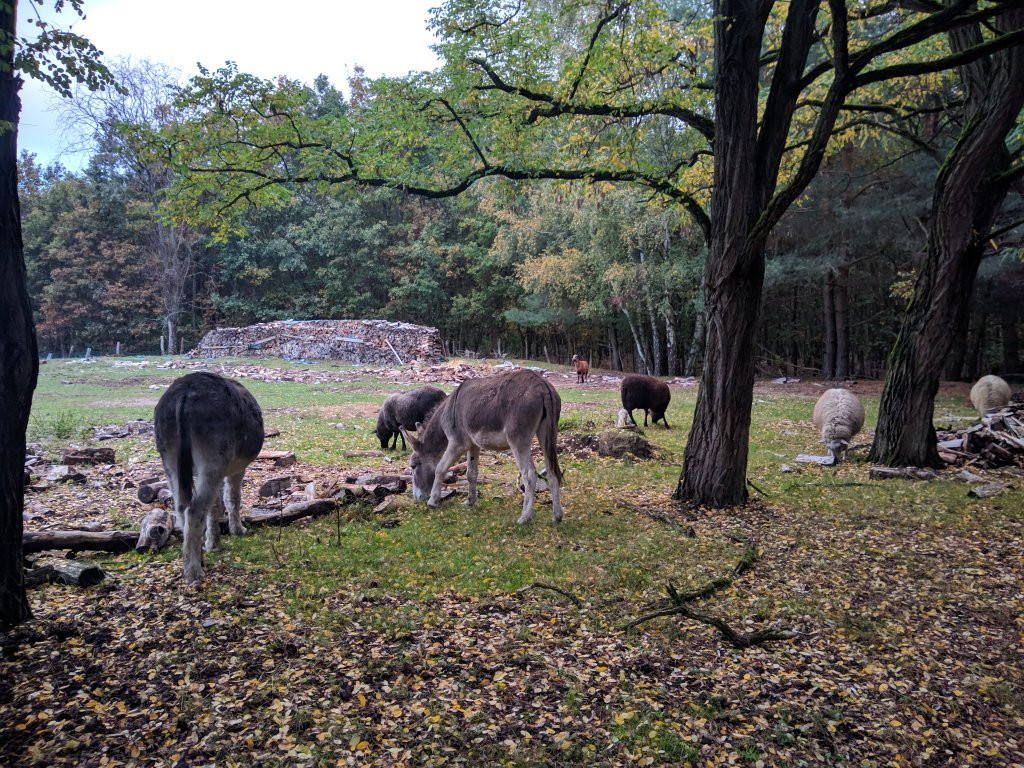 Wesenberg旅游攻略图片