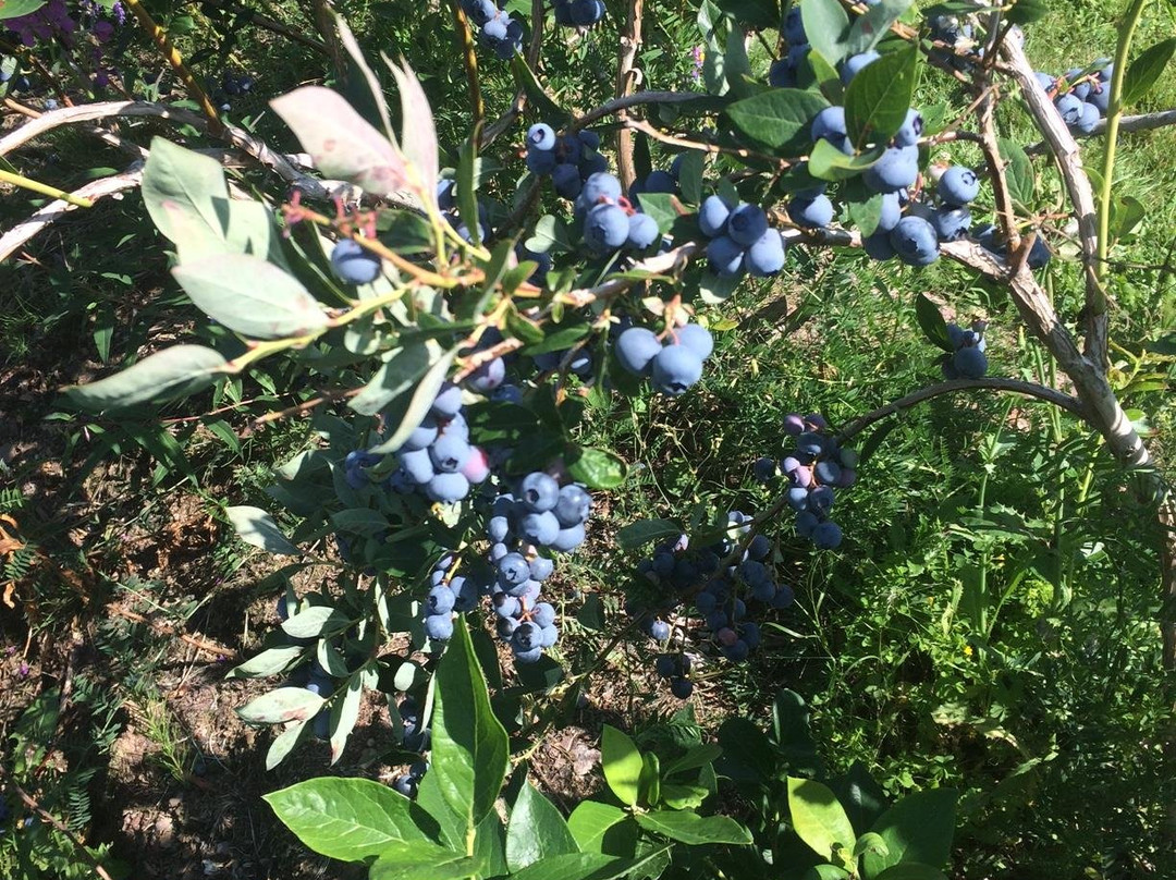 Ramsay's High Bush Blueberries景点图片