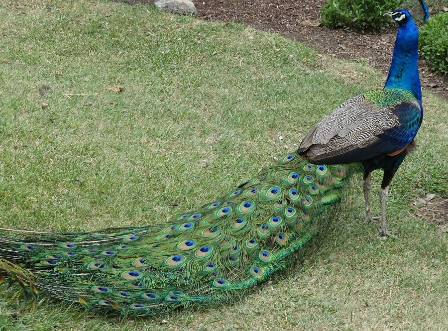 Victoria Park  Bird Sanctuary-Souris必去景点