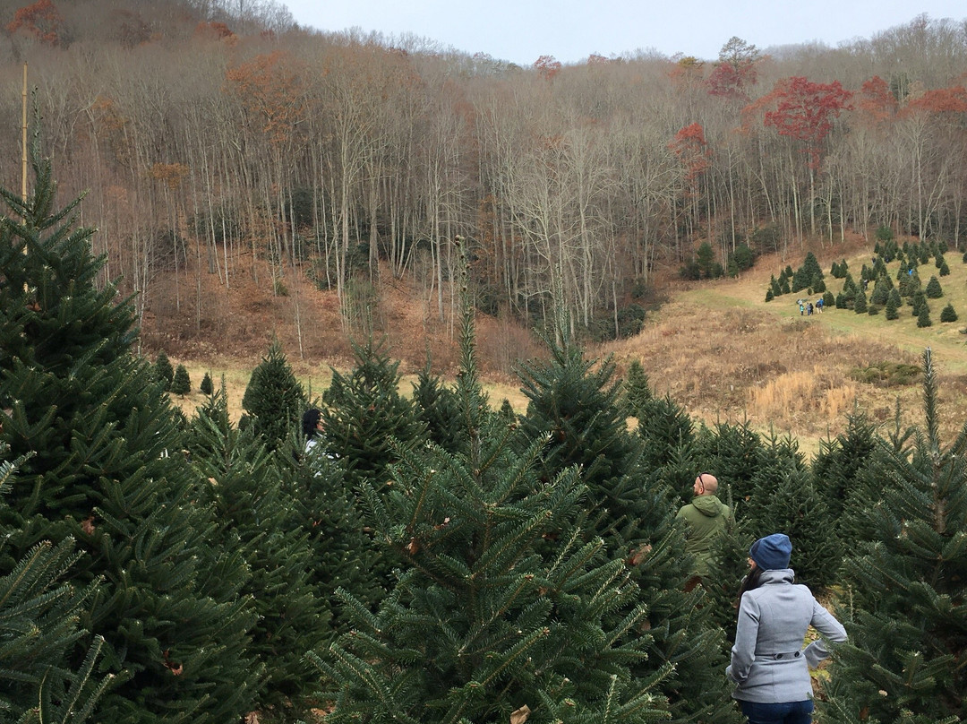 Cornett Deal Christmas Tree Farm景点图片
