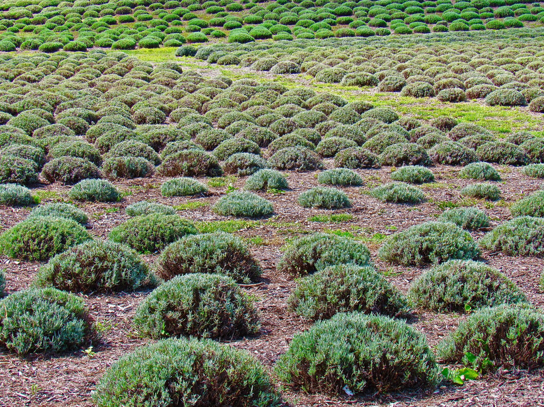 The Lavender Hill景点图片