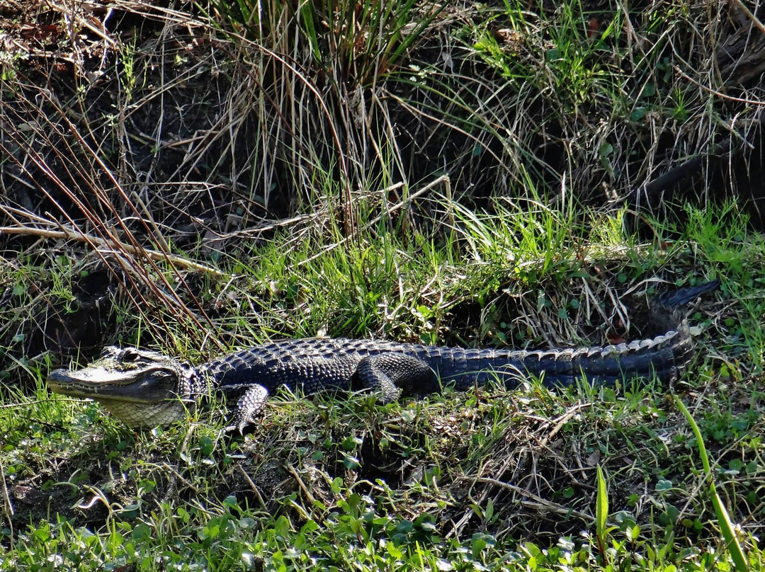 New Orleans Swamp Tours景点图片