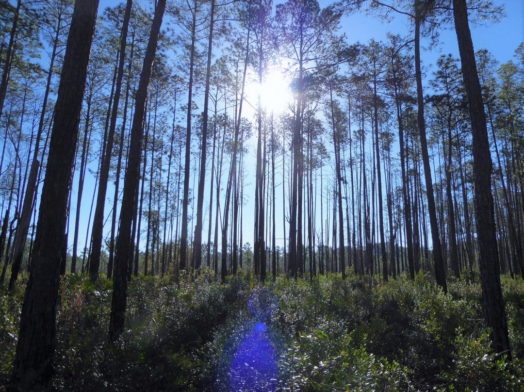 Richloam Fire Tower Trailhead