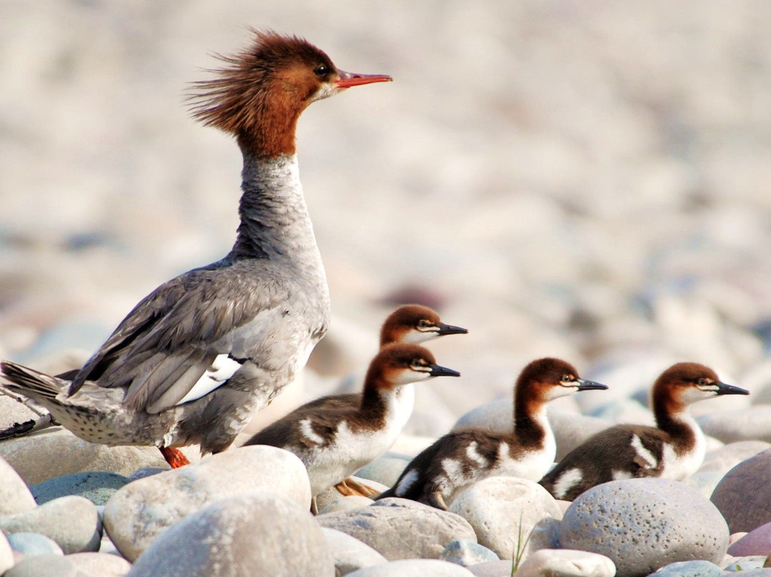 Jackson Hole Vintage Adventures-威尔逊必去景点