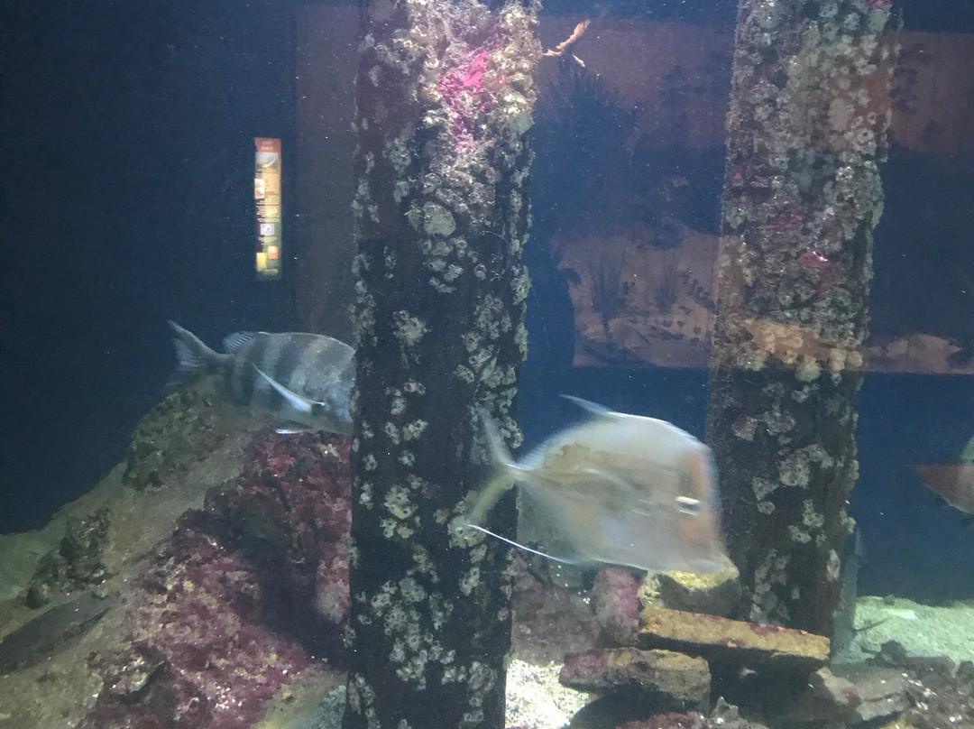 密西西比州自然科学博物馆景点图片