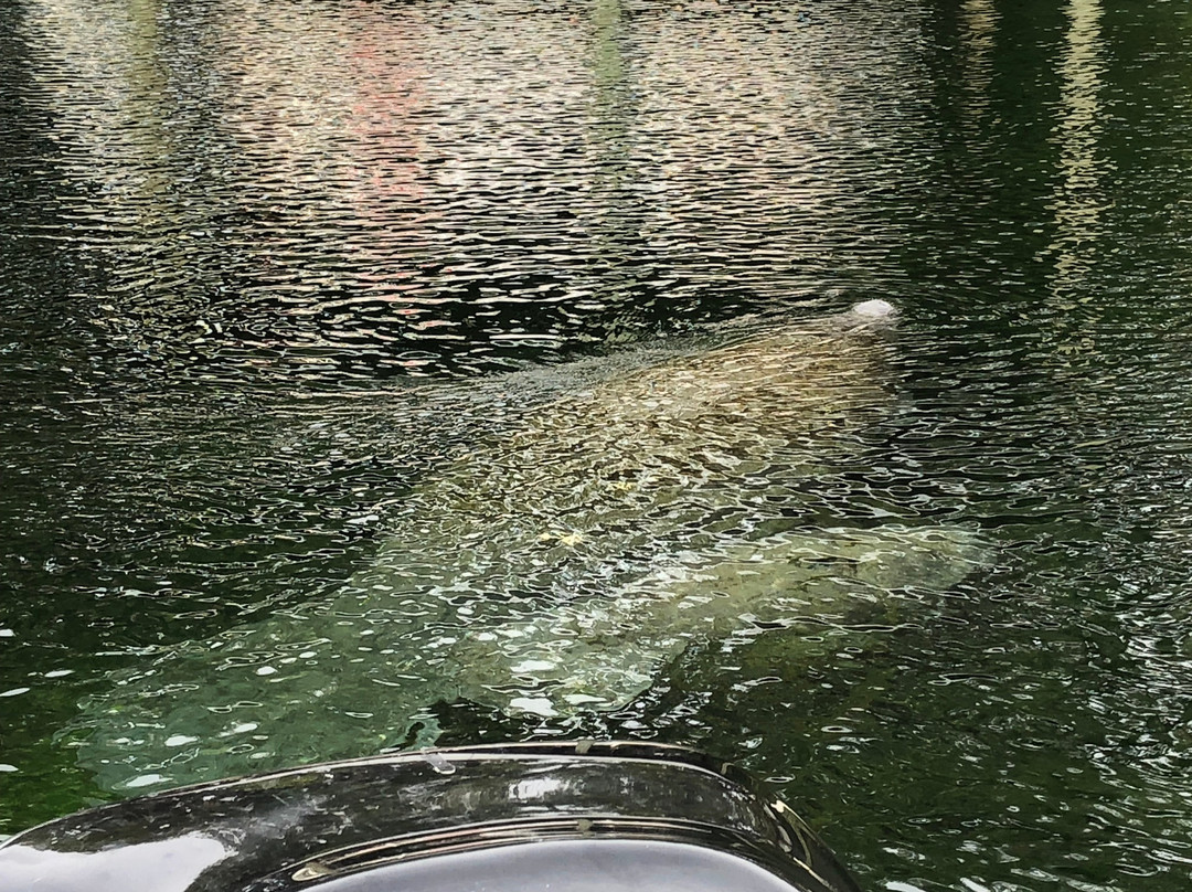 Florida Manatee Adventures-克里斯特尔里弗必去景点