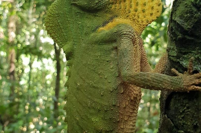 Sinharaja Expedition - Tour Guide In Sinharaja Rainforest-Deniyaya必去景点