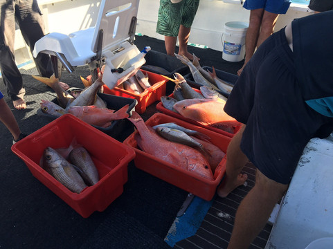 Mahi Mahi Fishing Charter-珊瑚湾必去景点