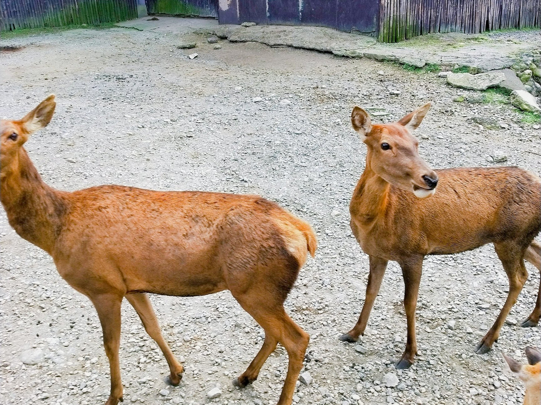 Nasu Safari Park-那须町必去景点