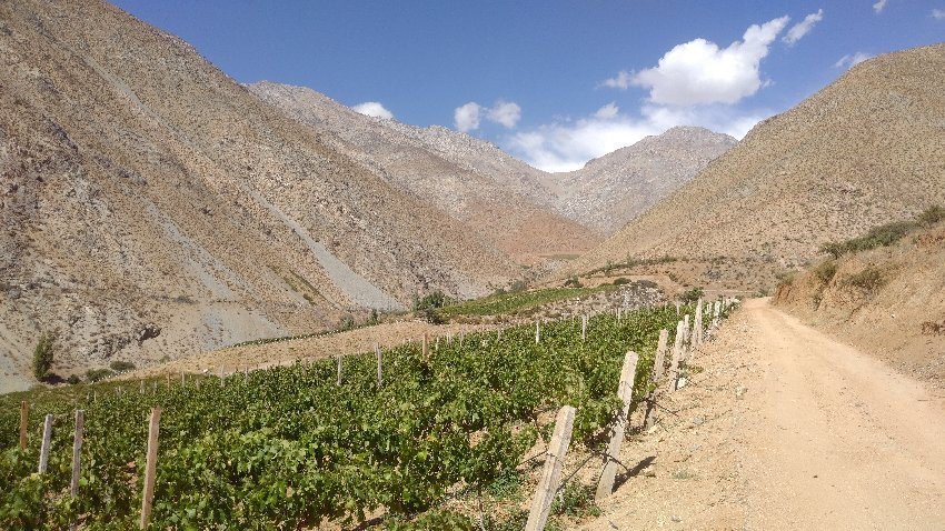 Alcohuaz Vineyards景点图片
