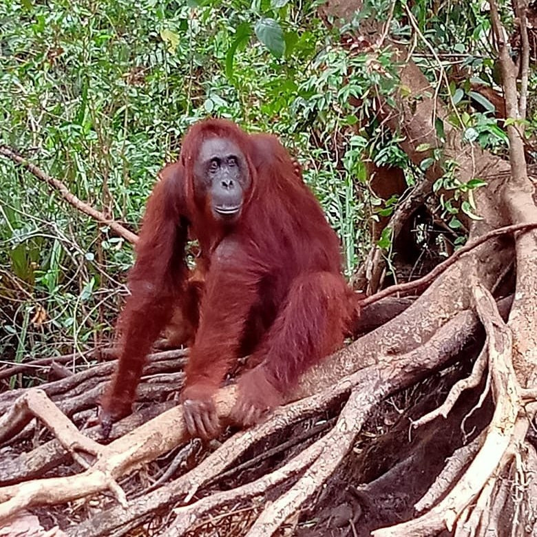 OrangutansHoliday景点图片