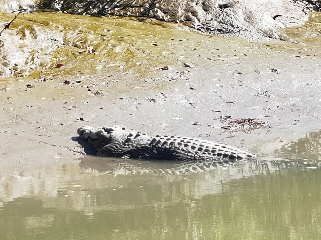 Crocodile Safari景点图片