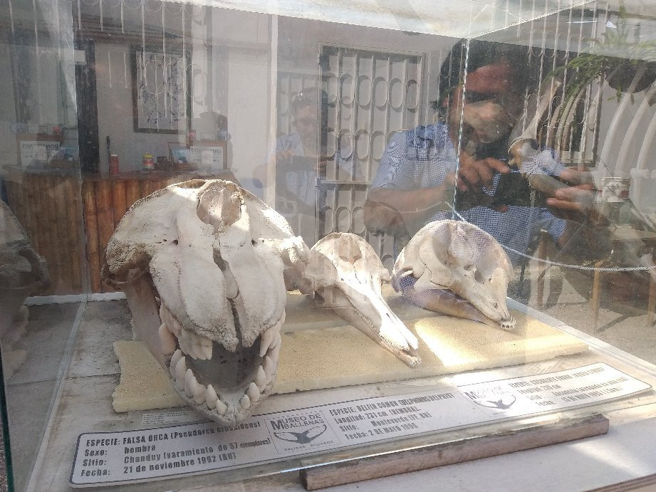 Museo de las Ballenas-萨利纳斯必去景点
