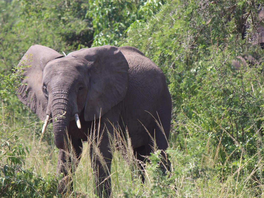 McBern Tours and travel-坎帕拉必去景点