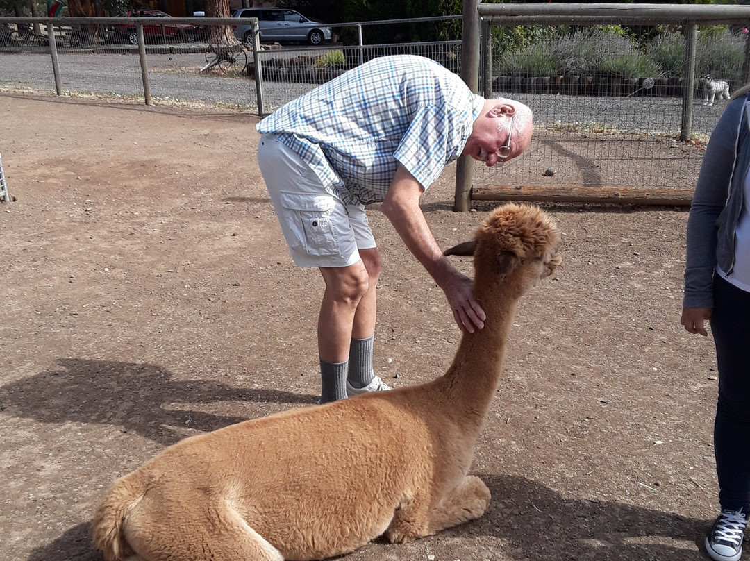 Alpacas at Lone Ranch-White City必去景点