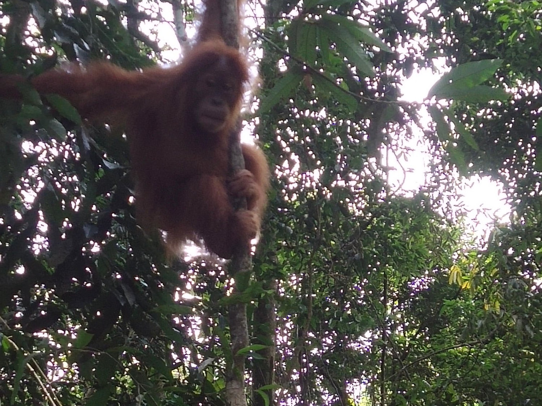 Bukit Lawang Jungle-武吉拉旺必去景点