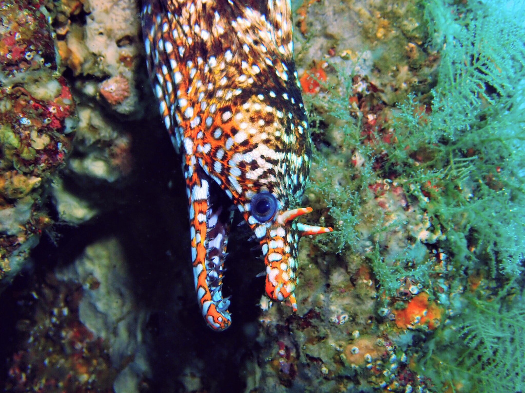 Izu Oceanic Park Diving Center - I.O.P.景点图片