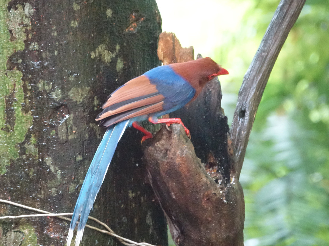 Wildlife Tours Sri Lanka-Katagamuwa必去景点