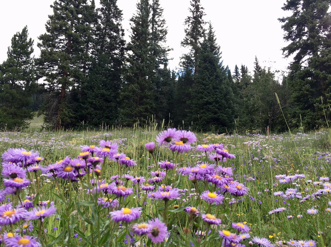 North Tenmile Trail #37-弗里斯科必去景点