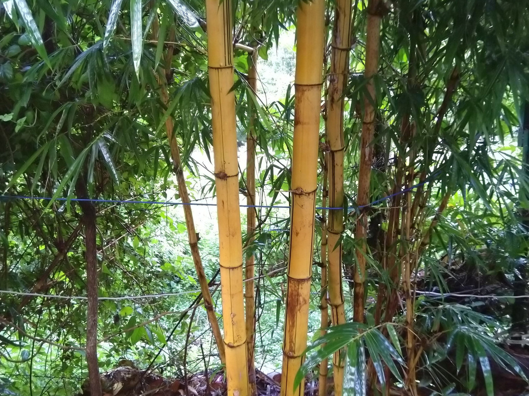 The Sal Woods Resort and Spa主图