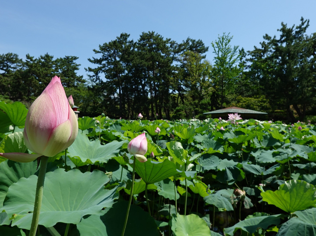 Hakusan Park景点图片