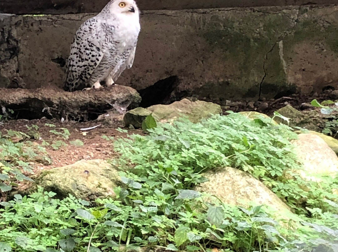 Wildpark Wildbichl-库夫石必去景点