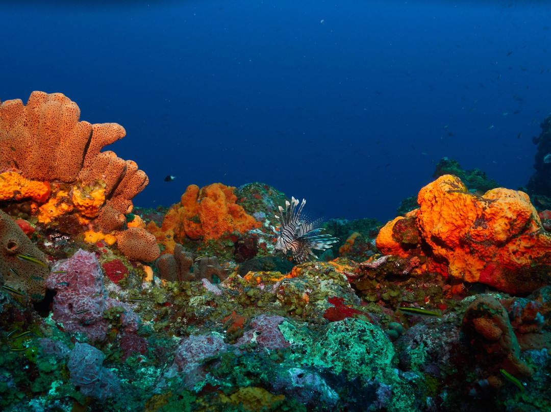Sea Saba Dive Center景点图片