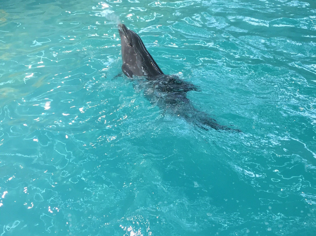 Gelendzhik Dolphinarium-Gelendzhik必去景点