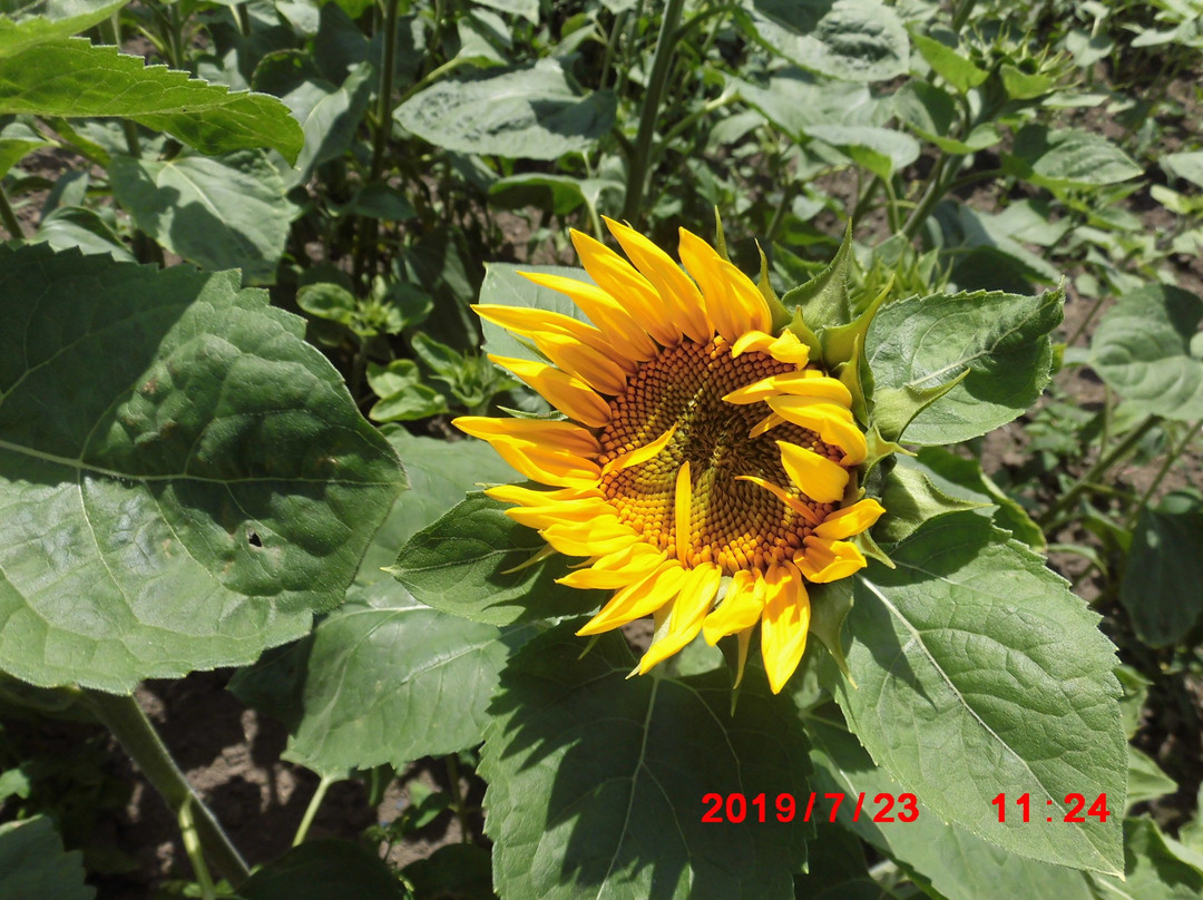 Asahigaoka Park-大空町必去景点