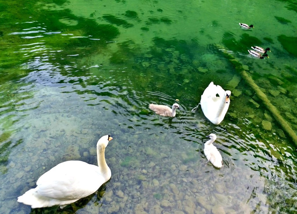 Spring of Bosna景点图片