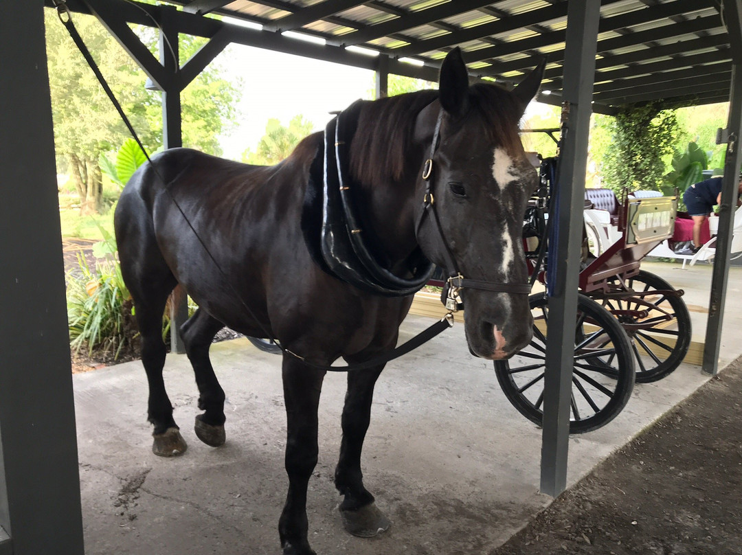 Horse Country Carriage Co & Tours-奥卡拉必去景点