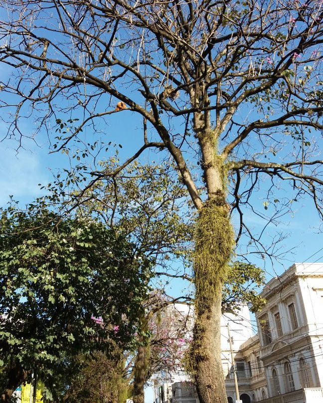 Praça Carlos Gomes-坎皮纳斯必去景点