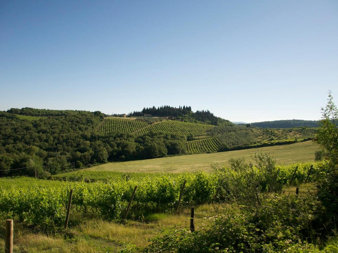 Cantine Guidi in Chianti Classico - Real Wine Experience景点图片