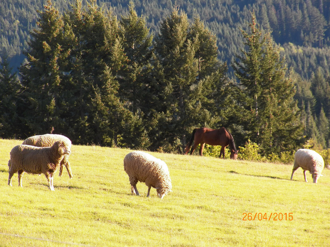 Husum Highlands Bed and Breakfast主图