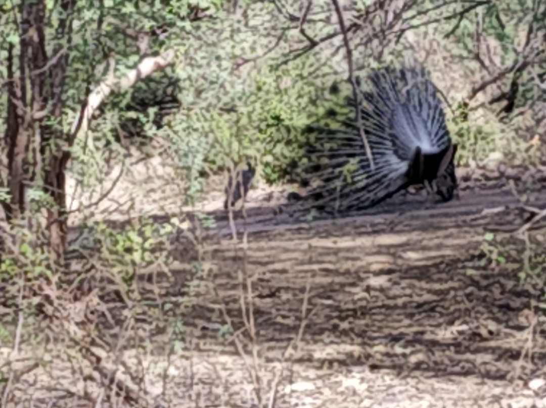 Kumbhalgarh Wildlife Sanctuary-乌代布尔必去景点