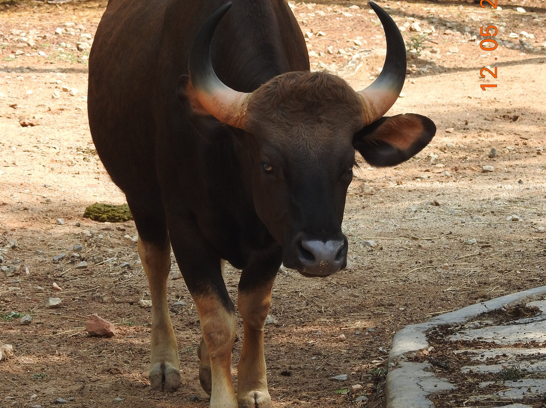 Sri Chamarajendra Zoological Gardens景点图片