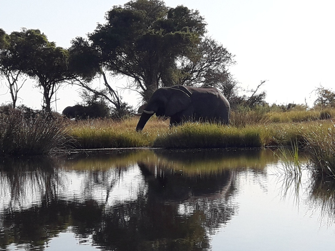 Savanna Safaris and Tours景点图片