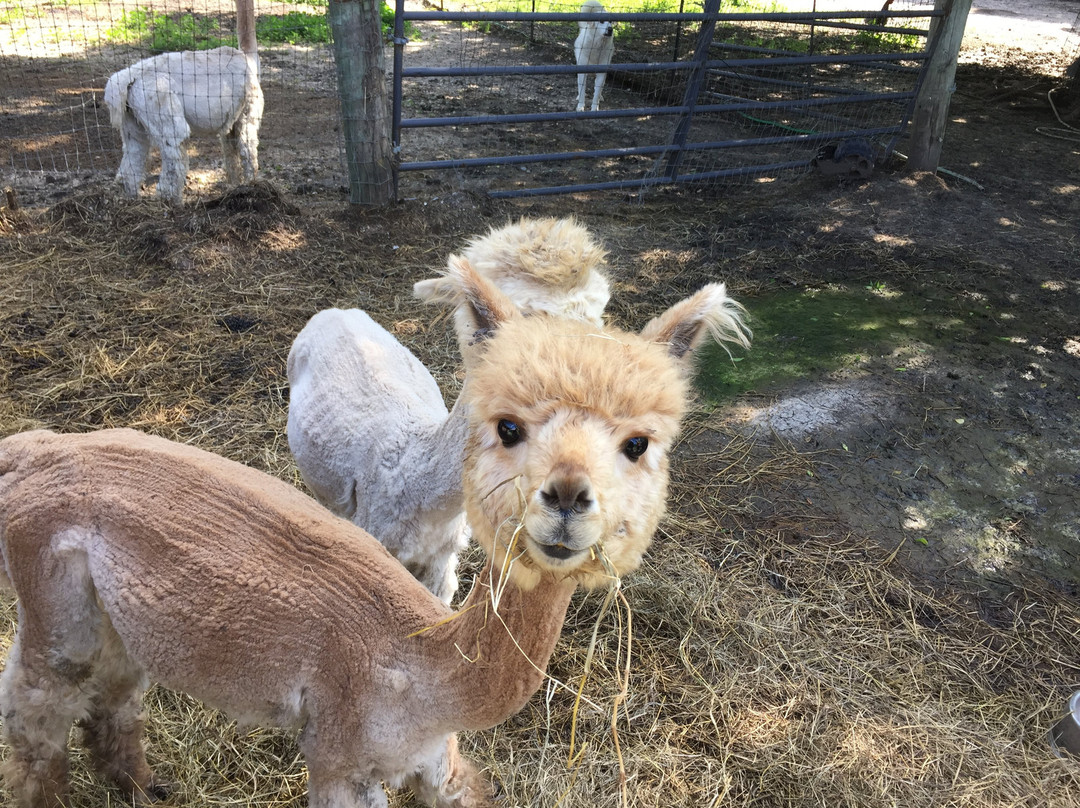 Old Irish Inn / Alpaca Inn主图