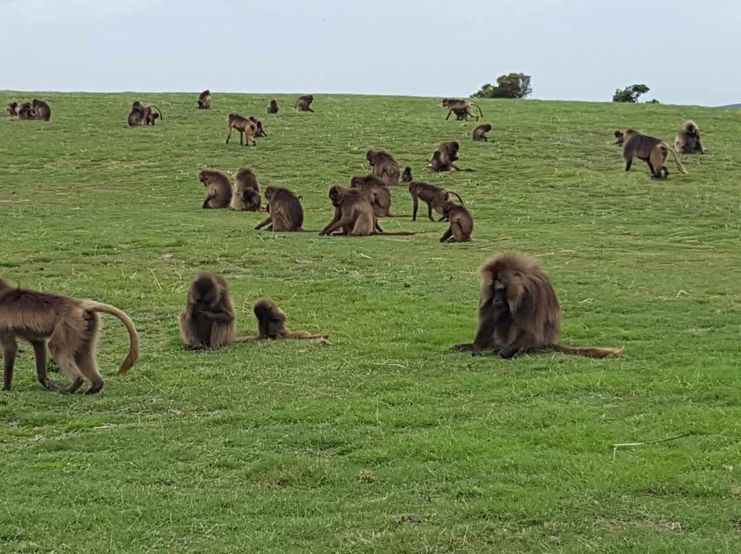 Travel Ethiopia-贡德尔必去景点