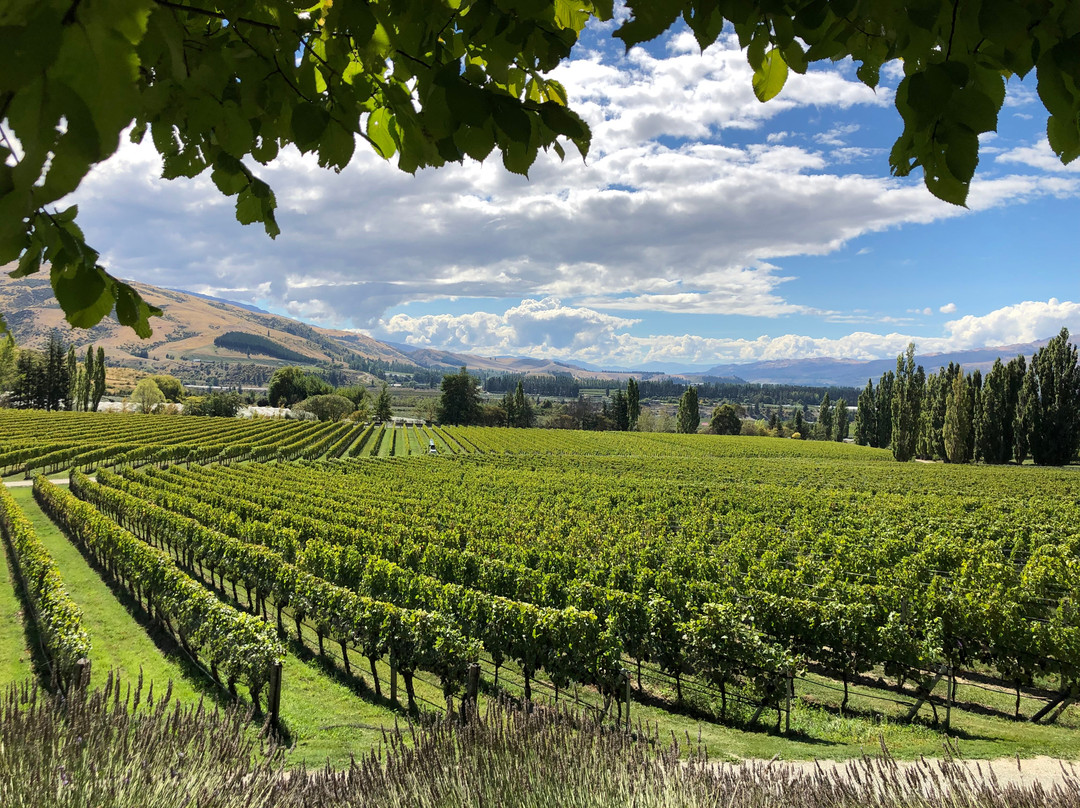 Felton Road Wines-克伦威尔镇必去景点